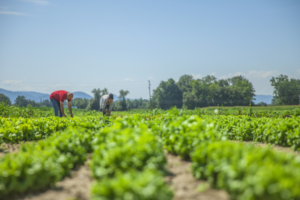 Overcoming Capacity and Compliance Challenges in Agribusiness to strengthen the State’s Agribusiness Network for Sustainable Farming